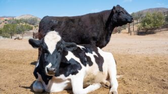 Lagos Consumers Groan Over Beef Prices (News Central TV)