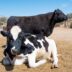 Lagos Consumers Groan Over Beef Prices (News Central TV)