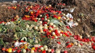 38 Million Tonnes Food Wasted in Nigeria - EU