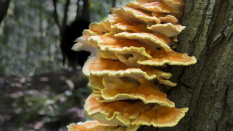 Africa Pushes to Include Fungi in Conservation