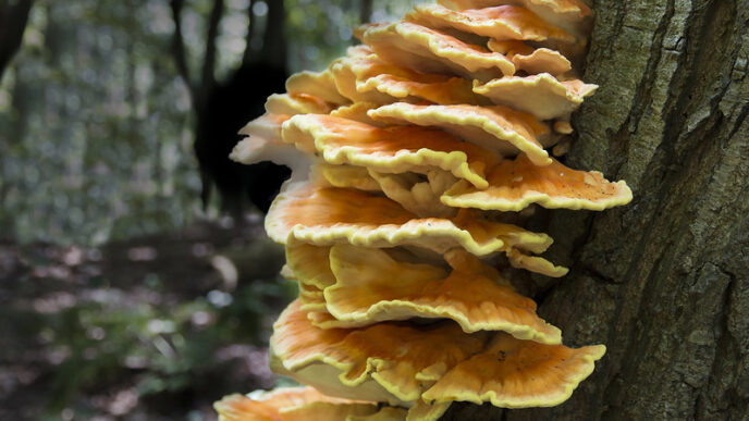 Africa Pushes to Include Fungi in Conservation