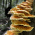 Africa Pushes to Include Fungi in Conservation