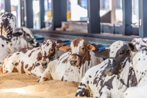 Brazil Breeders Use Technology to Predict Calf Sex