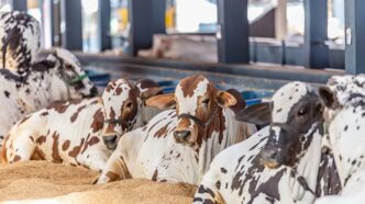 Brazil Breeders Use Technology to Predict Calf Sex