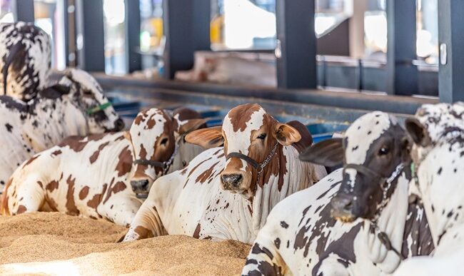 Brazil Breeders Use Technology to Predict Calf Sex