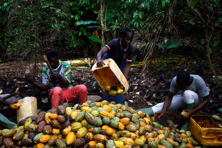 Dry Spell Threatens Ivorian Cocoa Crop