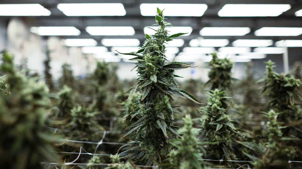 Africa’s Cannabis Market Thrives in the Shadows 