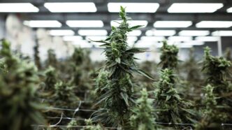 Africa’s Cannabis Market Thrives in the Shadows 