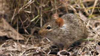 Oyo Confirms Lassa Fever Case at UCH Ibadan
