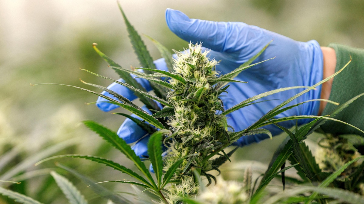 Cannabis Consumption: Rising Use, Regulation, Health Concerns 