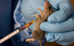 Katsina Records Two Deaths as Lassa Fever Cases Rise