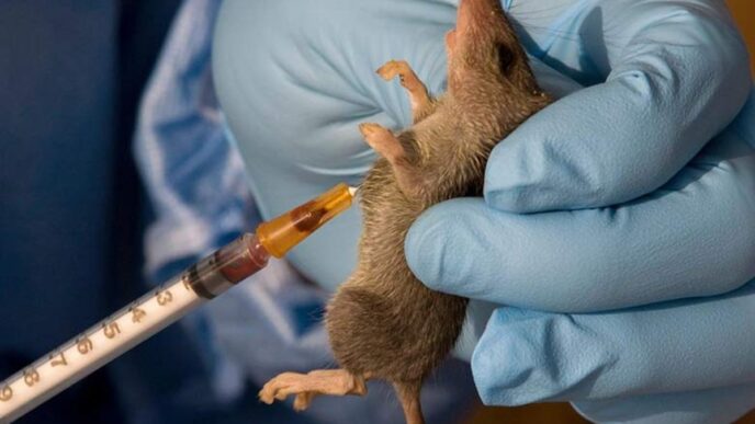 Katsina Records Two Deaths as Lassa Fever Cases Rise