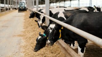 Brazil Livestock Model Inspires Experts at ExpoZebu 2026