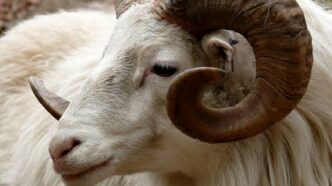 Jigawa Sees Over 300% Surge in Cattle Prices (News Central TV)
