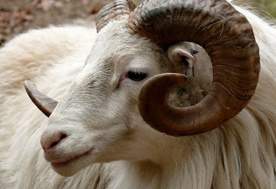 Jigawa Sees Over 300% Surge in Cattle Prices (News Central TV)