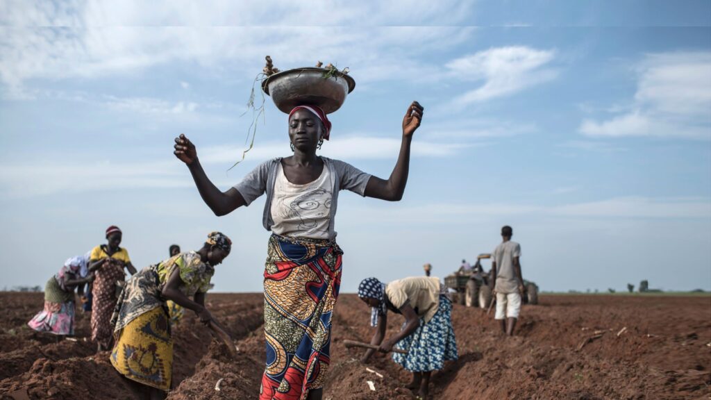 Bauchi Women Farmers Decry Rising Fertiliser Cost (News Central TV)