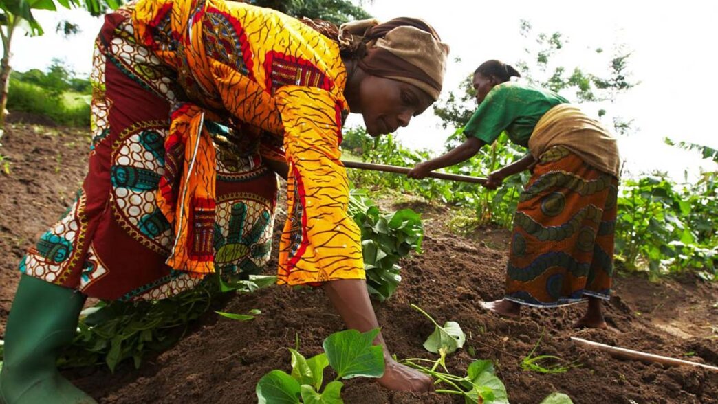 Bauchi Women Farmers Decry Rising Fertiliser Cost (News Central TV)