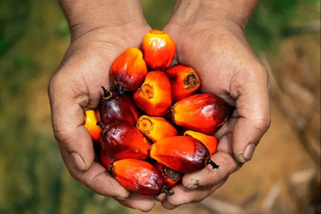 Indonesia Announces Export Controls on Coal, Palm Oil