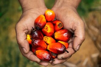 Indonesia Announces Export Controls on Coal, Palm Oil