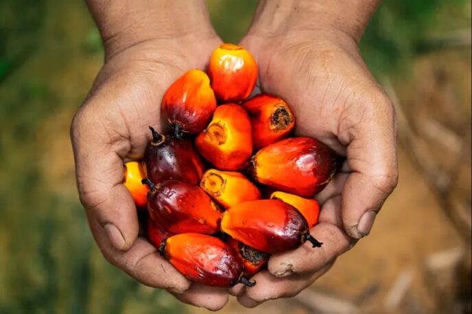 Indonesia Announces Export Controls on Coal, Palm Oil
