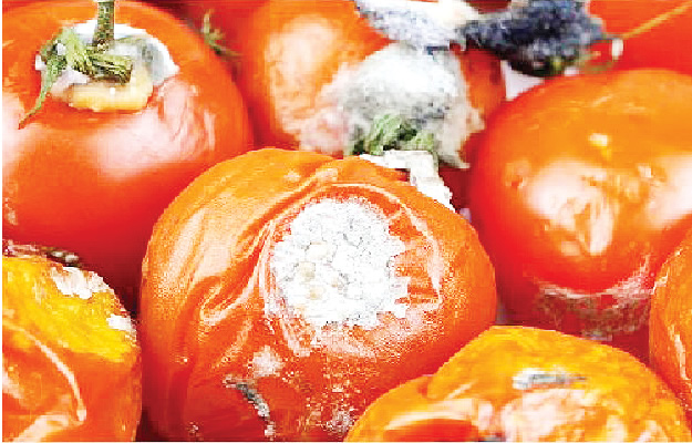Lagos Warns Residents Against Spoiled Tomato Consumption (NewsCentral TV)