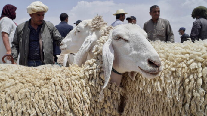 Sheep (News Central TV)