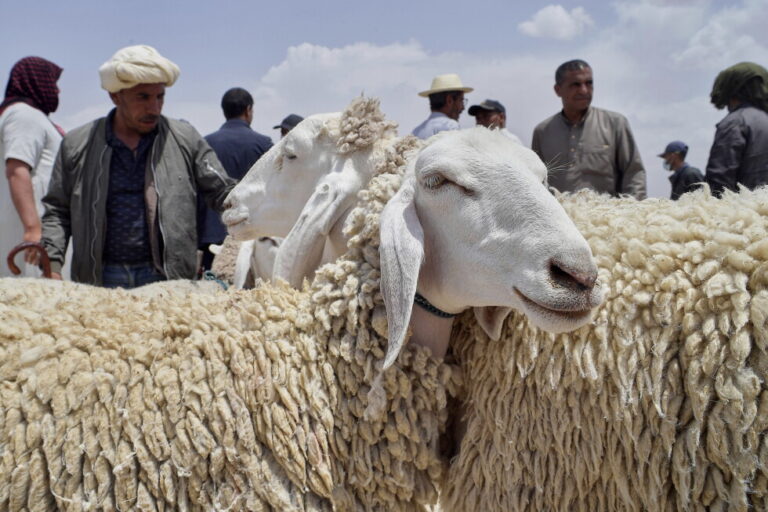 Ivory Coast Eid Sheep Prices Soar
