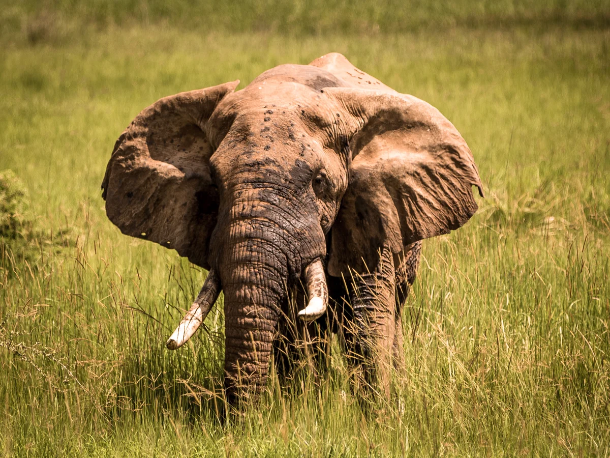 Elephant Collision Kills Three In Uganda