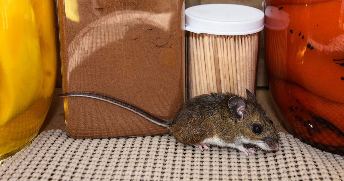 WHO Confirms Two Hantavirus Cases on Ship