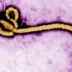 Why Ebola Outbreak in Africa Draws Global Attention