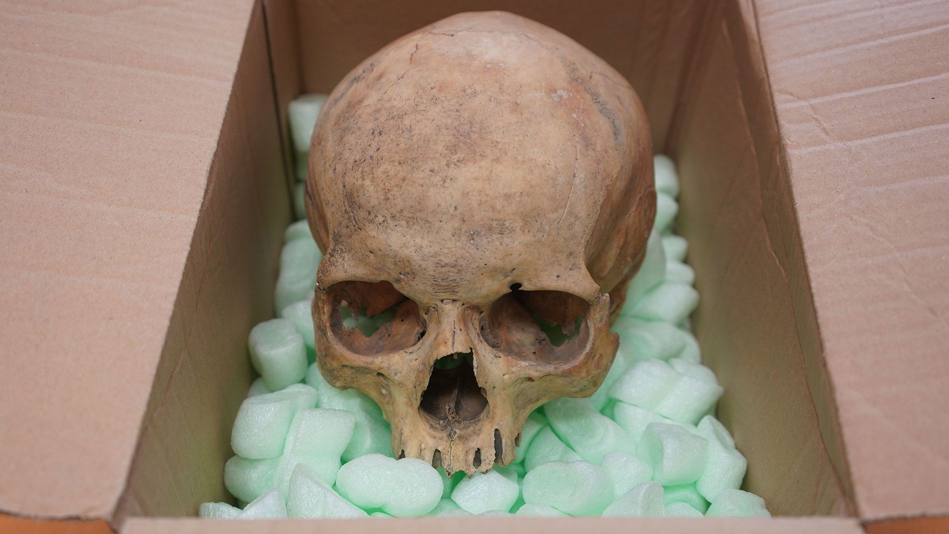 Skull (News Central TV)