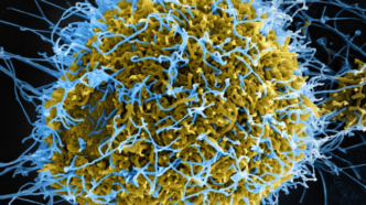 Africa CDC Declares Ebola Continental Emergency (News Central TV)