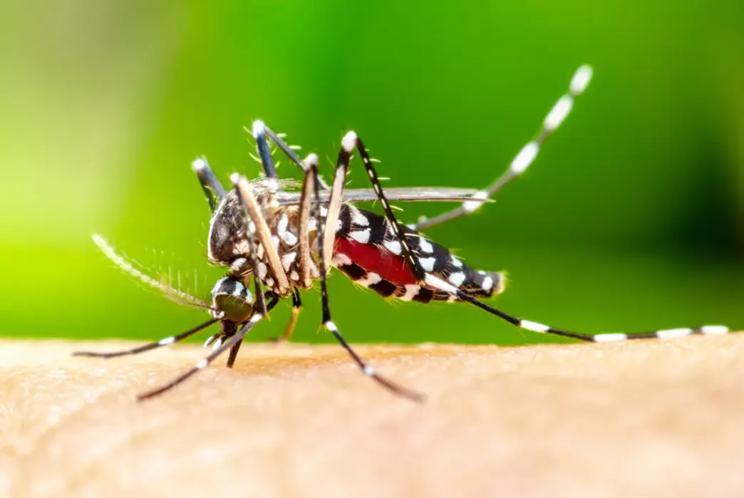 Study Finds Mosquitoes Can Adapt To Repellent (NewsCentral TV)
