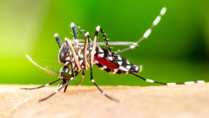 Study Finds Mosquitoes Can Adapt To Repellent (NewsCentral TV)