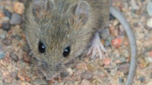 Three Dead In Suspected Hantavirus Outbreak (News central TV)