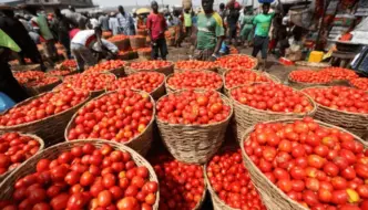 Lagos Warns Residents Against Spoiled Tomato Consumption (NewsCentral TV)