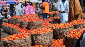 Lagos Residents Lament Rising Tomato Prices (News Central TV)