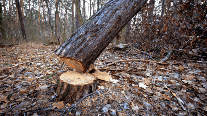 US Fines Nigerian Doctor Nearly $1 Million for Tree Cutting