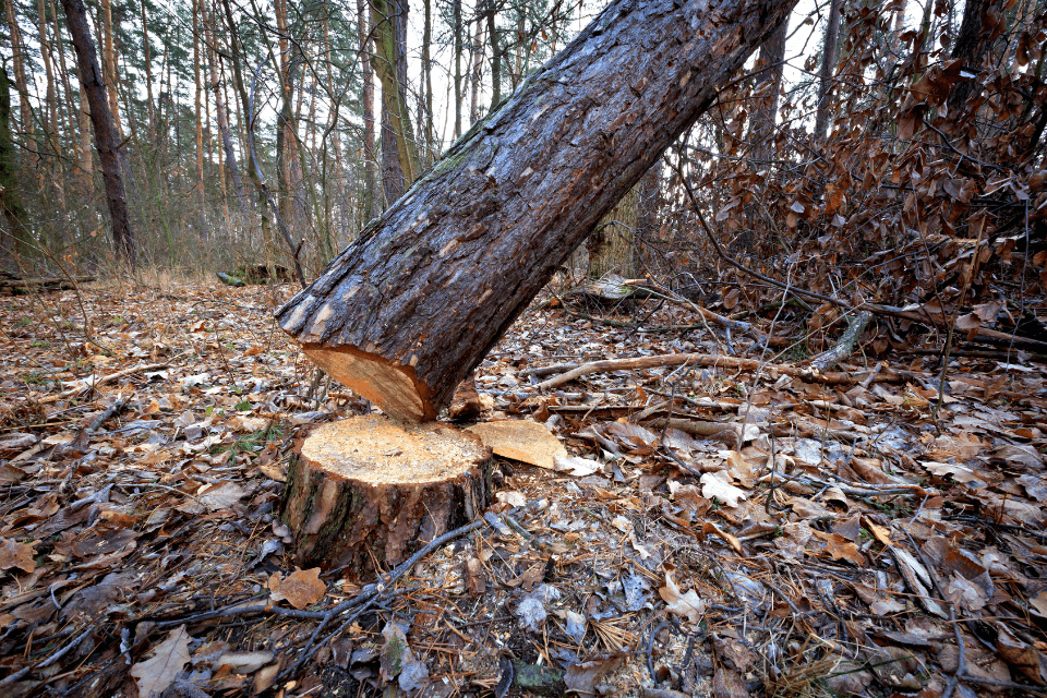 US Fines Nigerian Doctor Nearly $1 Million for Tree Cutting