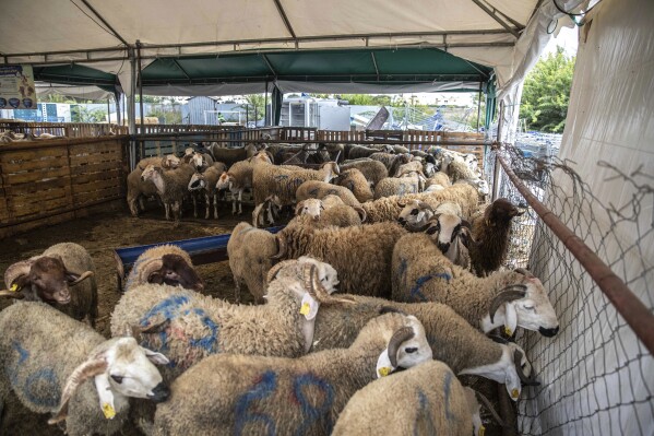 Sheep (News Central TV)