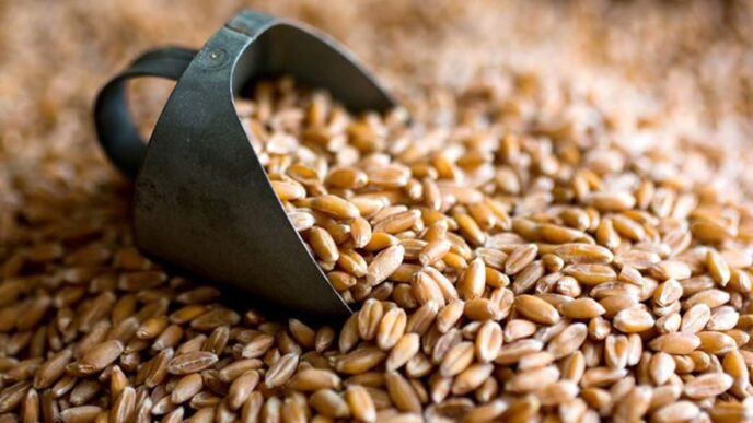 Australia Wheat Output to Fall as Middle East Crisis Raises Costs