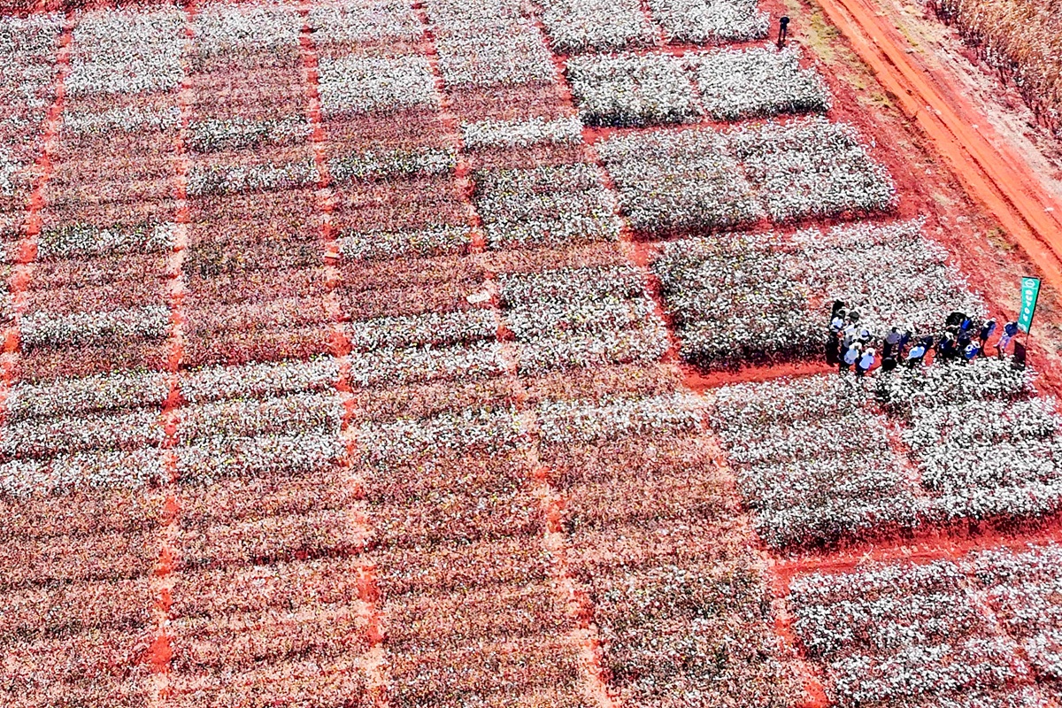 Hybrid Seeds Revive Zimbabwe's Cotton Industry