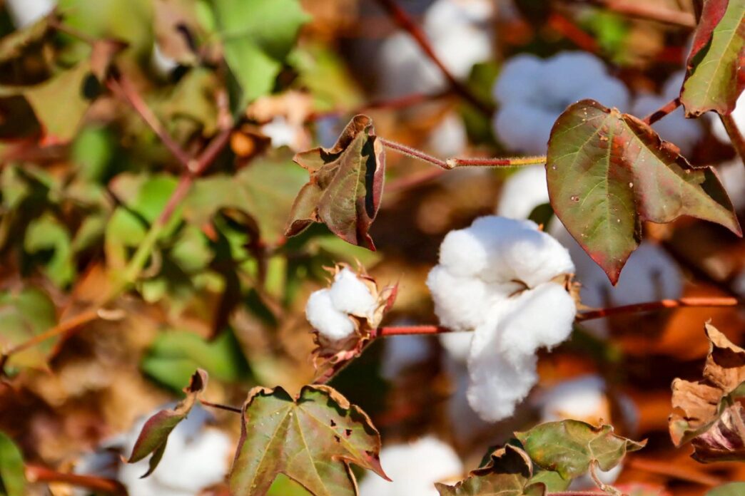 Hybrid Seeds Revive Zimbabwe's Cotton Industry