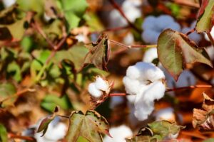 Hybrid Seeds Revive Zimbabwe's Cotton Industry