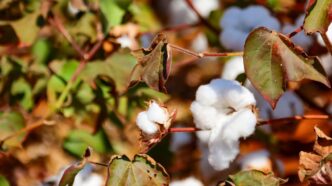 Hybrid Seeds Revive Zimbabwe's Cotton Industry