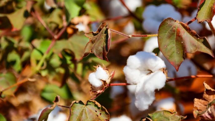 Hybrid Seeds Revive Zimbabwe's Cotton Industry