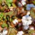 Hybrid Seeds Revive Zimbabwe's Cotton Industry