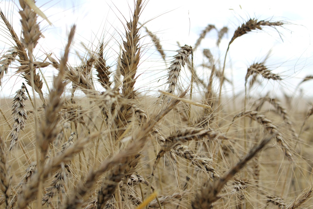 Australia Wheat Output to Fall as Middle East Crisis Raises Costs