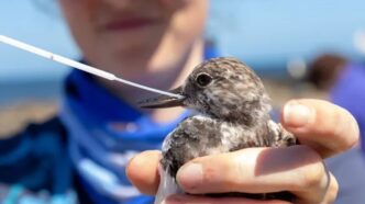 H5 Bird Flu Detected in Second Australian State