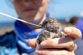 H5 Bird Flu Detected in Second Australian State